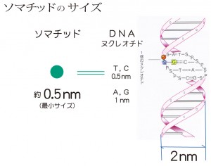 ソマチッドサイズ