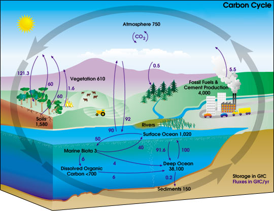 Carbon_cycle-cute_diagram.jpg