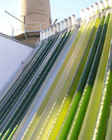 algae03.gif